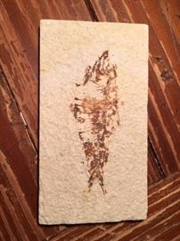 Fossilized Fish from Wyoming