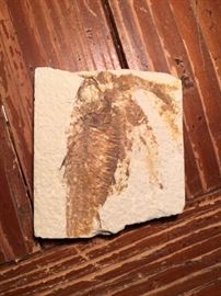 Fossilized Fish from Wyoming