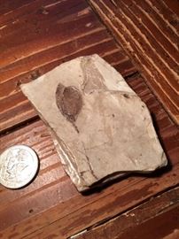 Fossilized Leaf from China