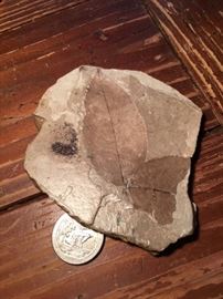 Fossilized Leaf from China