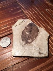 Fossilized Leaf from China