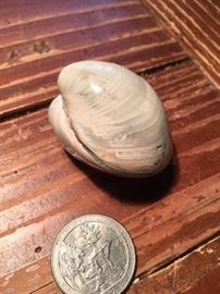 Fossilized Clam