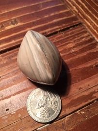 Fossilized Clam
