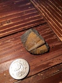 Trilobite from China