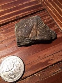 Trilobite from China