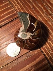 Fossil Nautilus