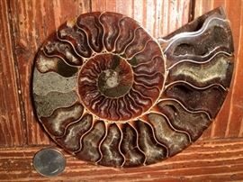 Sliced Ammonite
