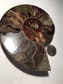 Sliced Ammonite