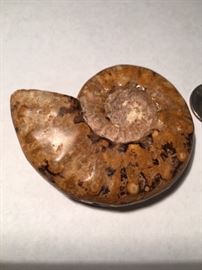 Whole Ammonite