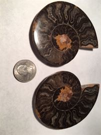Sliced Ammonite Pair