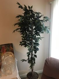 Silk Trees & Plants!