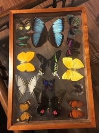 Butterfly Collection!