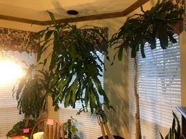 3 large corn plants