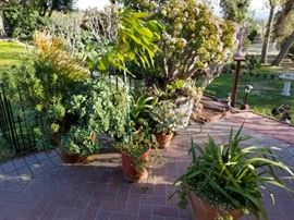 Great selection of large succulent plants