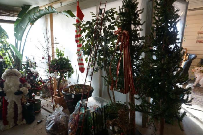 plants and Christmas trees