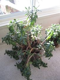 Plants- Jade