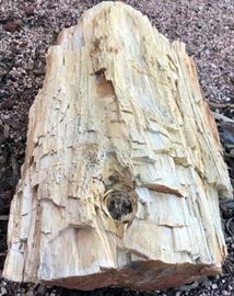 Petrified Wood