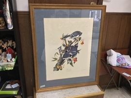 Birds under glass framed print