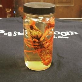 Crayfish Wet Specimen
