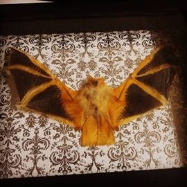 Painted Bat in Shadow box, we have a few of these
