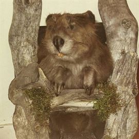 Beaver Taxidermy Mount