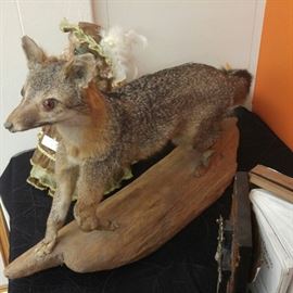 Gray Fox Taxidermy Mount