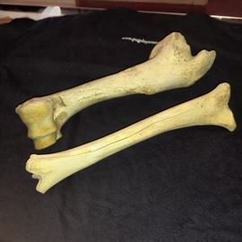 Assorted bones for sale