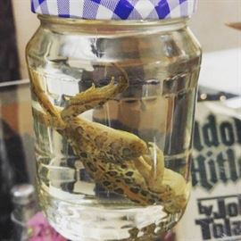 Toad Wet Specimen