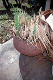 Old Iron Pot