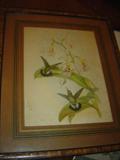 Nice engraving Birds and Flowers possibly a Gould and Richter Bird Print