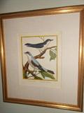 Bird engravings