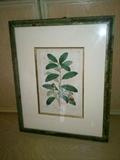 Framed 1817 Botanical