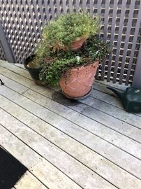 Many pots both planted and empty are available for sale.