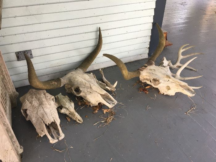 Skulls and horns from South Texas ranch.
