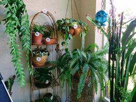 Plants and hangers