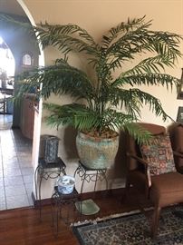 Plants and stands