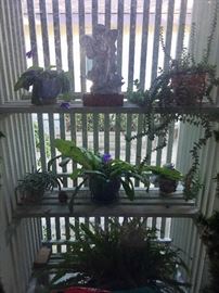 Plants