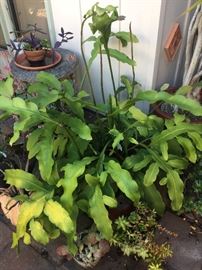Plants