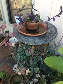 Plants