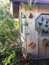Plants
