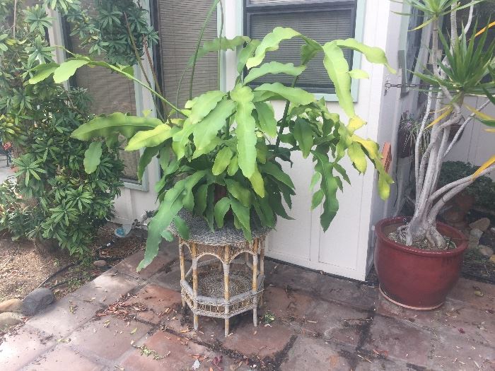 Plants