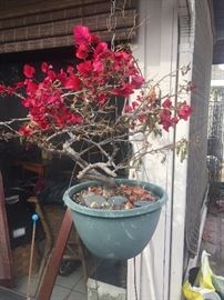 Outdoor plants