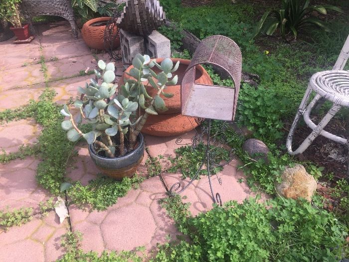 Plants