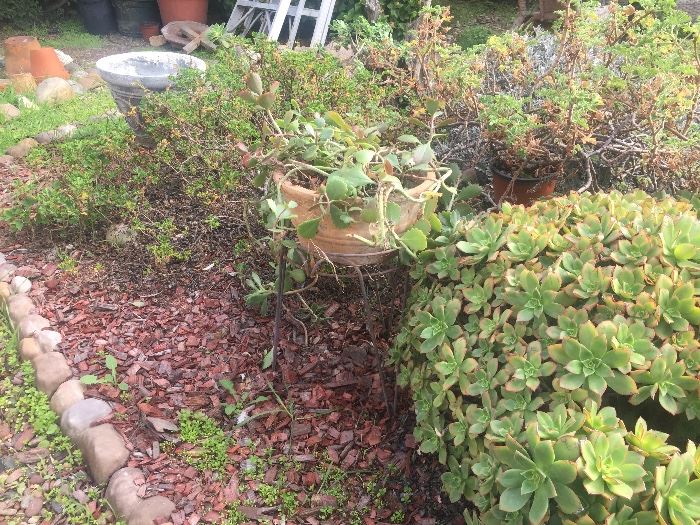 Plants
