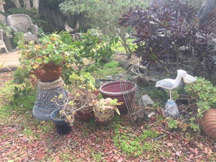 Plants