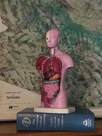 large 3d relief map Arizona,  blood and guts model !