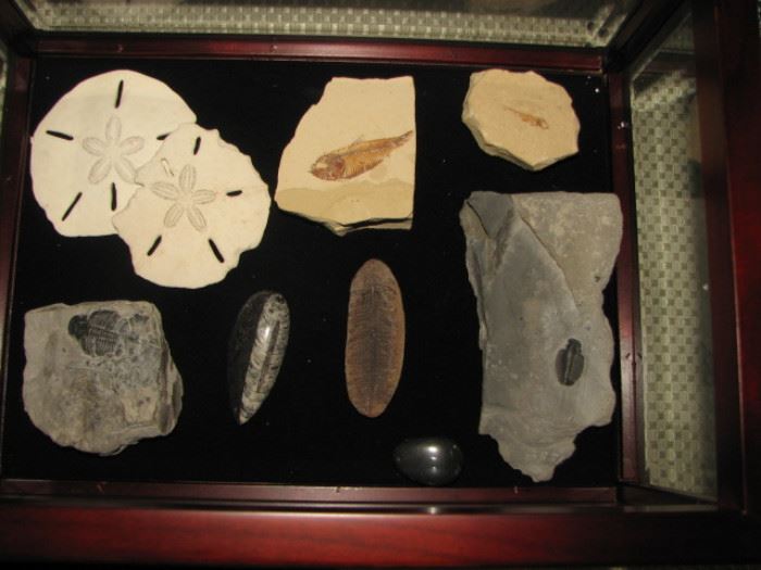 fossil collection