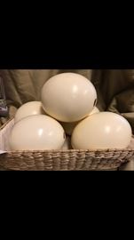 Five authentic, pristine ostrich eggs.