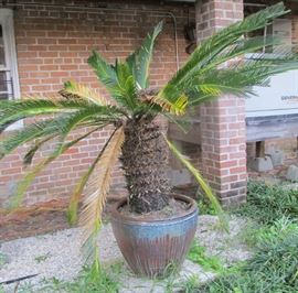 large outdoor plant