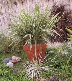 large outdoor plant
